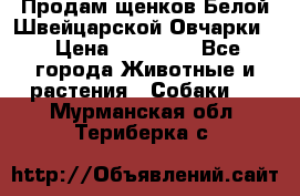 Продам щенков Белой Швейцарской Овчарки  › Цена ­ 20 000 - Все города Животные и растения » Собаки   . Мурманская обл.,Териберка с.